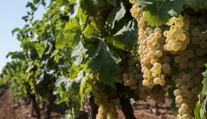 vigneti fattoria uva