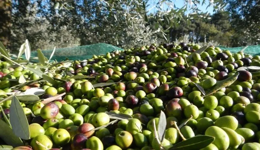 Raccolta olio e degustazione nei pressi di Palermo