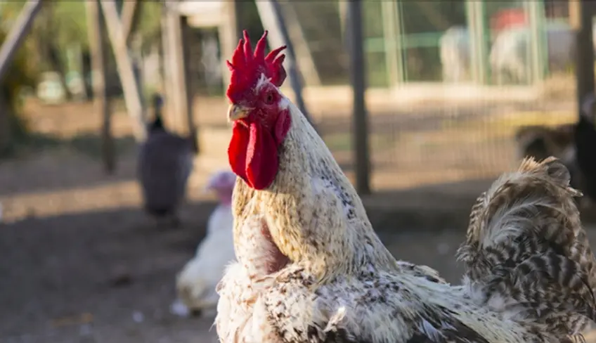 visita fattoria gallina