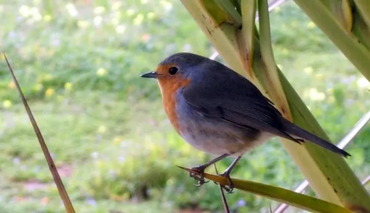 Riserve Naturali Sicilia - Birdwatching Sicilia